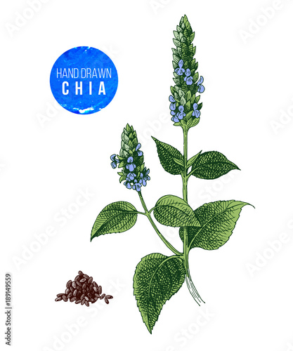 Chia plant and seeds