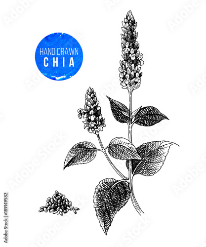 Chia plant and seeds