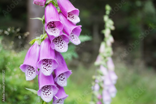 digitalis purpurea flower in the nature