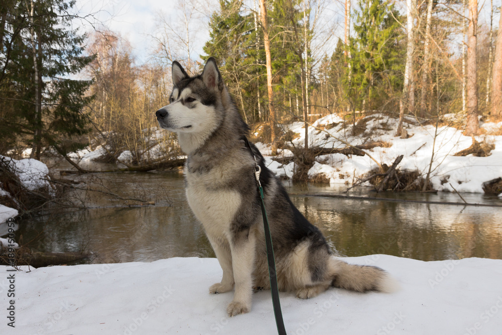 Dog breed alaskan malamute in a snowy forest