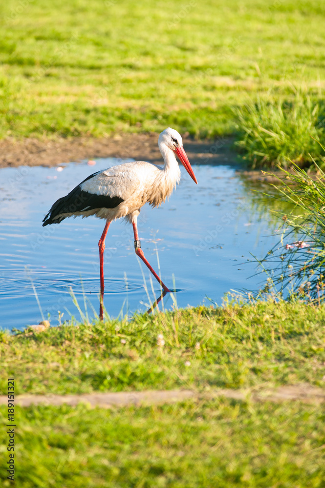 Fototapeta premium Stork in a meadow