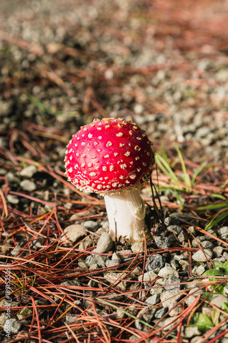 Bright red wild poisonous Fly Agaric mushroom