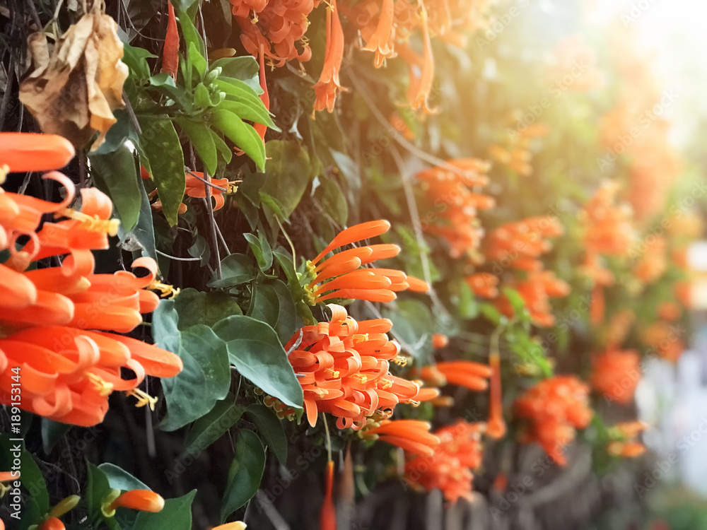 Orange trumpet vine, flaming trumpet, golden shower, Orange flowers decoration plant on the wall. Orange flowers in the fall through winter of nortern Thailand. Orange trumpet vine, flaming trumpet, golden shower, Orange flowers decoration plant on the wall. Orange flowers in the fall through winter of nortern Thailand.