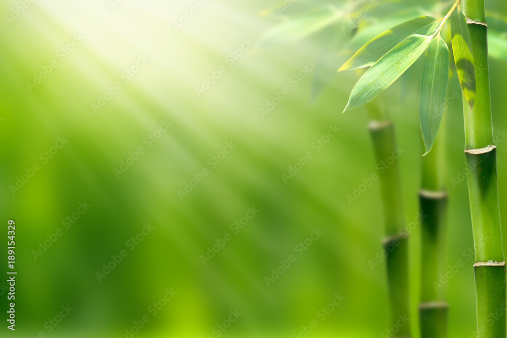 Obraz premium Bambus w wiosennym słońcu