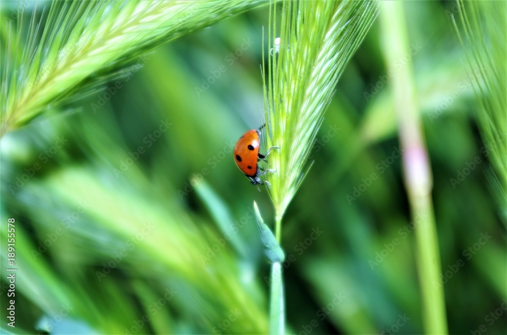 Ladybug and White Crab Spider on Meadow Foxtail Grass Ladybug and White Crab Spider on Meadow Foxtail Grass