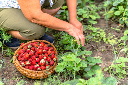 Senior farmer on strawberry farm, harvest of strawberries to the basket, organic farming concept