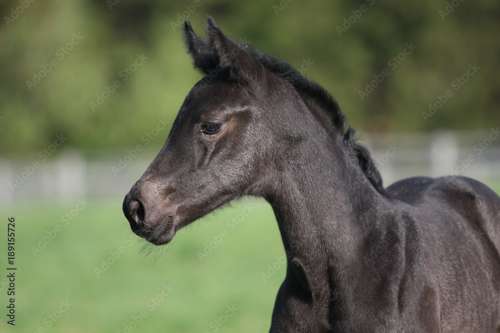 Obraz premium Fohlen foal beauty