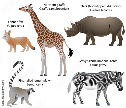 Collection of animals living in the territory of Africa: northern giraffe, black rhinoceros, Grevy's zebra, ring-tailed lemur, fennec fox