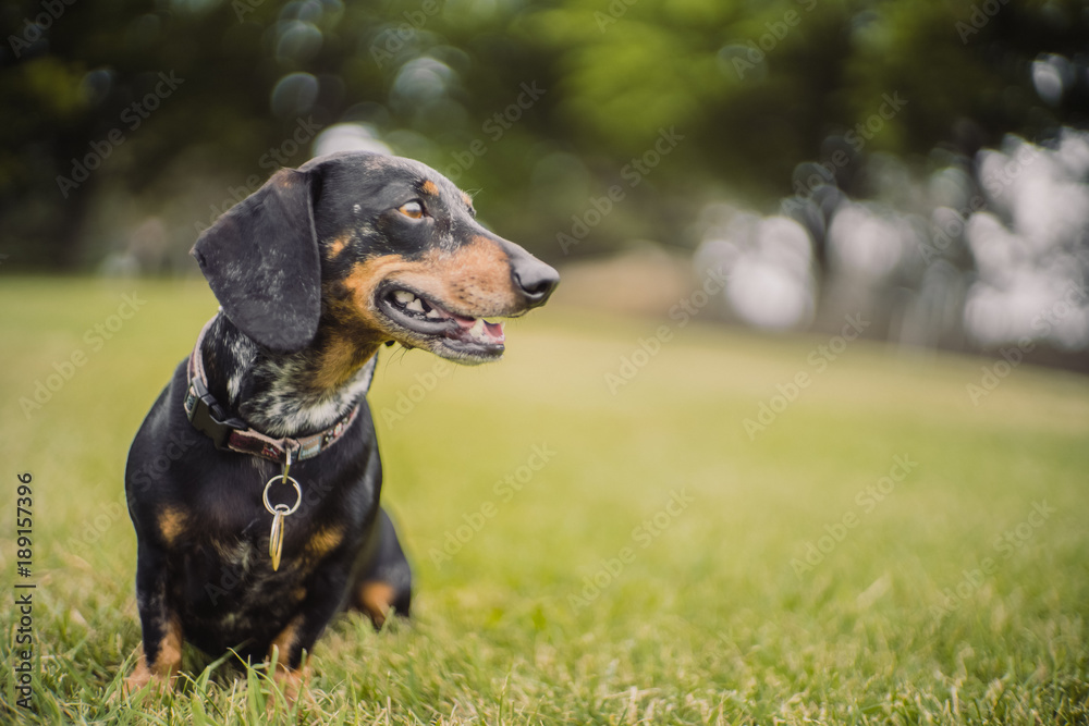 Dachshund dog in Australian park