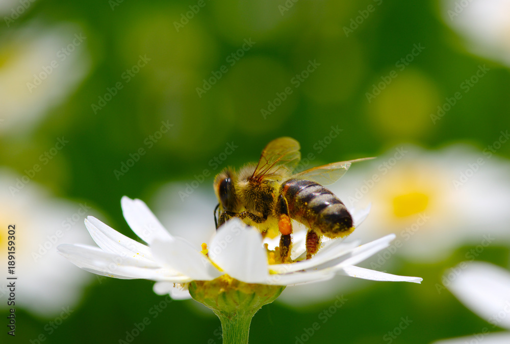 Bee and flower Bee and flower