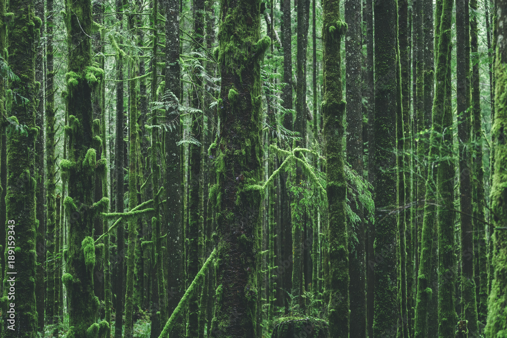 Naklejka premium mossy canadian trees