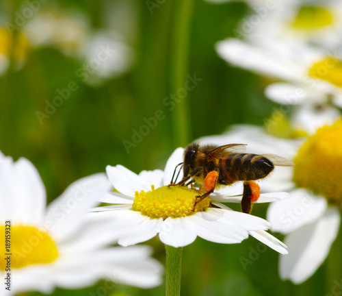 Honey bee worker on flower