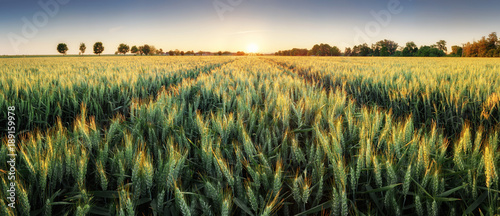 Panorama of wheat field at sunset