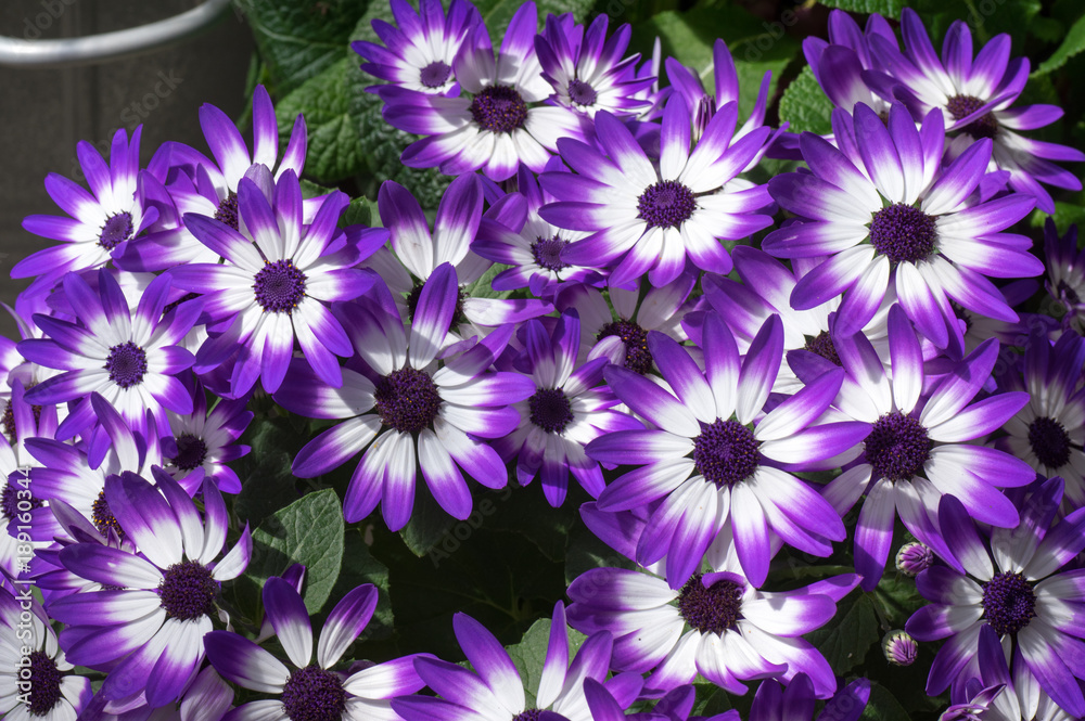 Purple and White African Daisies Purple and White African Daisies