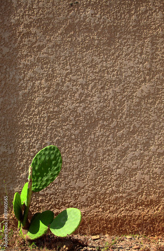 Bright green wild cactus plant growing besides a sunny red brown wall