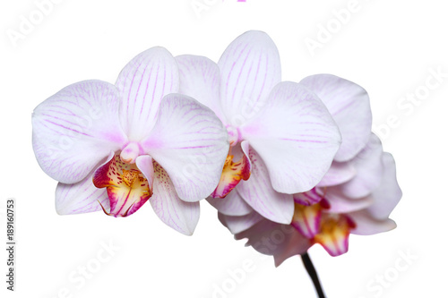 White orchid with pink veins. Isolated on white background.