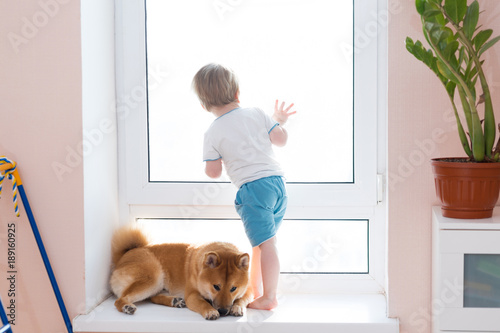 Cute little kid boy with best friend Shiba inu dog looking through window together