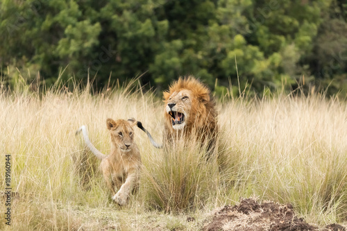 Fototapeta Naklejka Na Ścianę i Meble -  Adult lion and cub in the Masai Mara