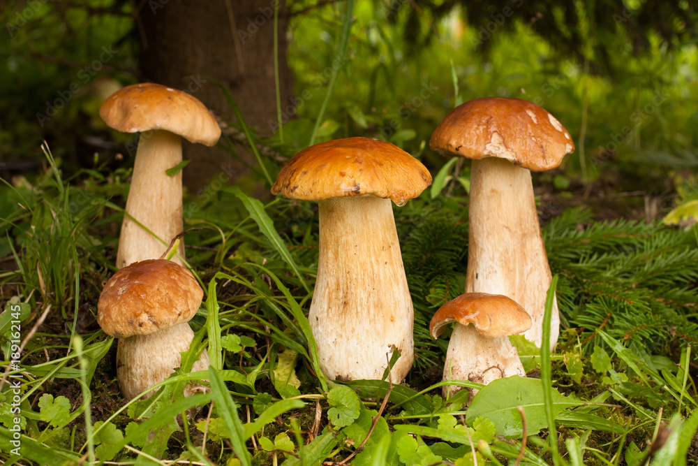 Boletus Edulis. In Forest Grow Many Young Edible Mushrooms Boletus Edulis Close Up. Delicate Mushrooms. Boletus Edulis. In Forest Grow Many Young Edible Mushrooms Boletus Edulis Close Up. Delicate Mushrooms.