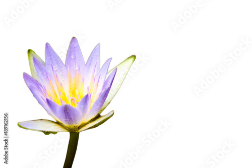 Purple lotus flower or water lily covered by water droplets after the rain and isolated on a seamless white background.