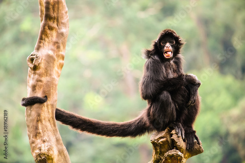 Black spider monkey alone portrait, with open mouth and long tail, sitting on a piece of wood with crossed legs staring at the camera. Background mostly green trees out of focus.