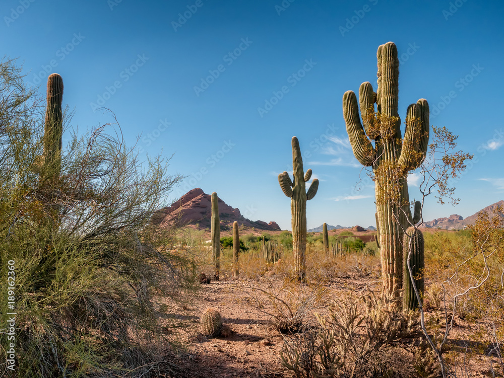 Saguaro cactee in a high desert, Arizona