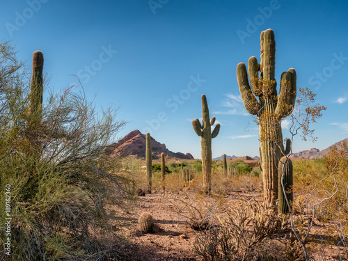 Saguaro cactee in a high desert, Arizona