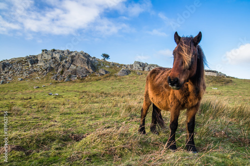 Wallpaper Mural portrait of beautiful basque horse pottok in countryside mountains eating grass in basque country, france Torontodigital.ca