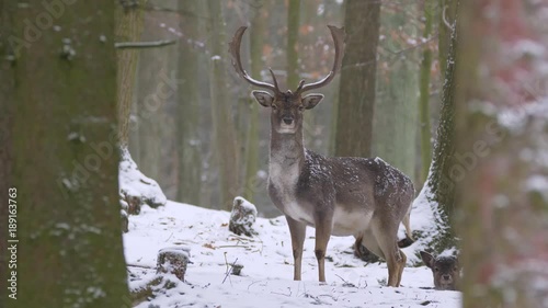 Fallow deer in winter forest