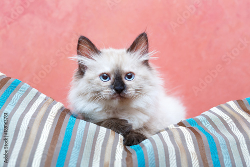 Fototapeta Naklejka Na Ścianę i Meble -  Siberian kitten at home