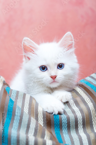 Fototapeta Naklejka Na Ścianę i Meble -  Siberian kitten at home