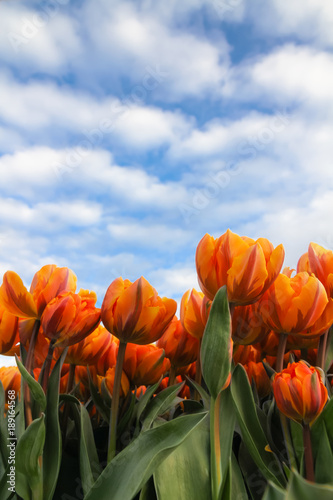 Yellow and orange tulips with green stalk against a sunny blue sky with clouds during Spring season. Flowers photo perspective from the ground level.