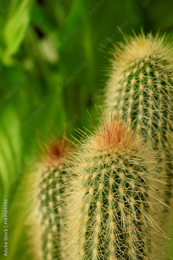 Close up of an indoor cactus on green background Close up of an indoor cactus on green background