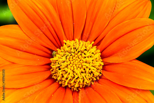 Orange Mexican sunflower  Tithonia rotundifolia  or  Fiesta Del Sol  flower macro photo with stunning intense orange colors and a small green insect seen as detail close to the centre of the frame.