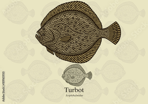 Turbot. Vector illustration for artwork in small sizes. Suitable for graphic and packaging design, educational examples, web, etc. photo