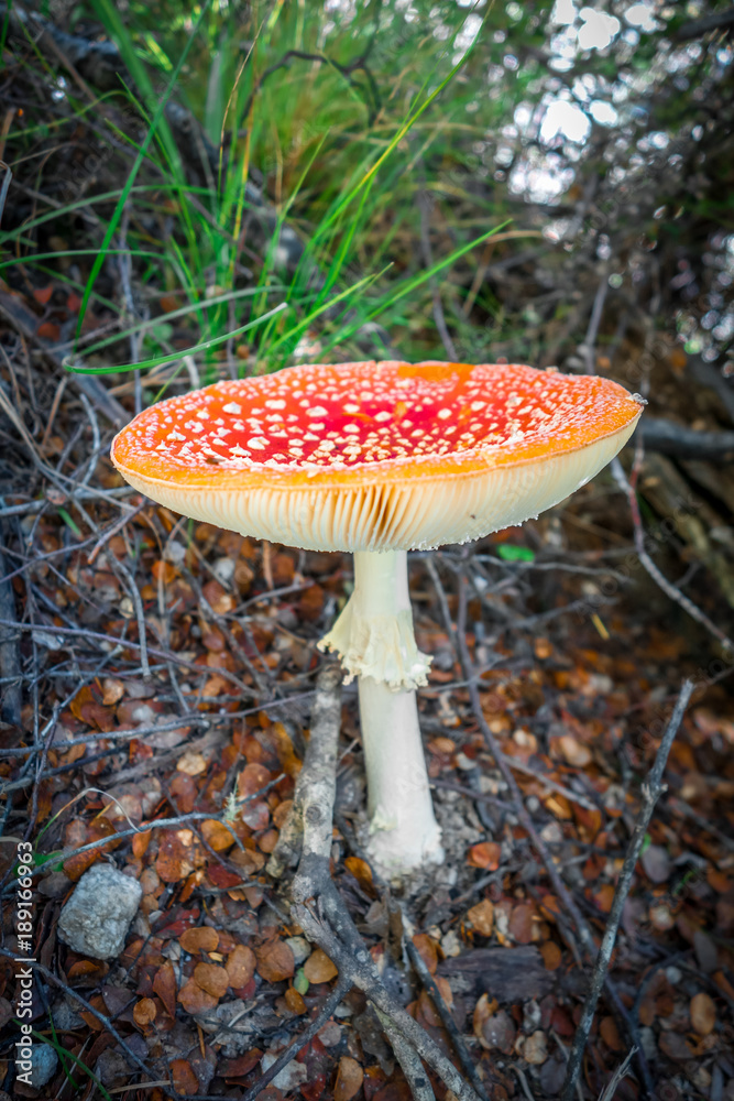 Amanita muscaria. fly agaric toadstool Amanita muscaria. fly agaric toadstool