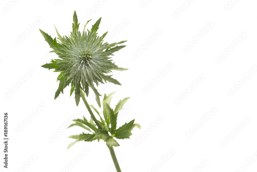 Blühende Distel auf weißem Hintergrund Blühende Distel auf weißem Hintergrund