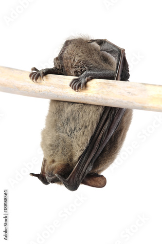 Sleeping bat isolated on white