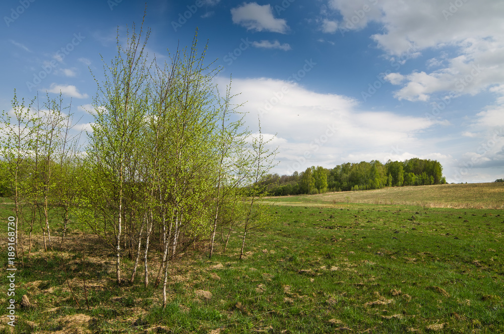 Trees in the spring on the river bank Trees in the spring on the river bank