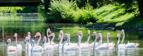 Rosaflamingo schwimmen auf einem See