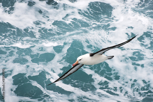 Albatross