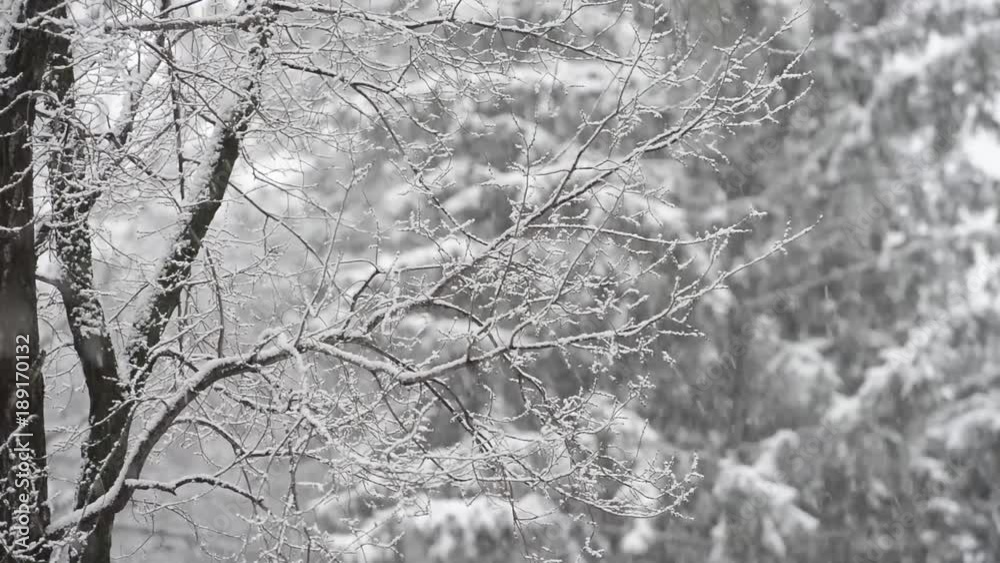 snow falls. Branches covered with a sprig on a blurred background of trees. snow falls. Branches covered with a sprig on a blurred background of trees.