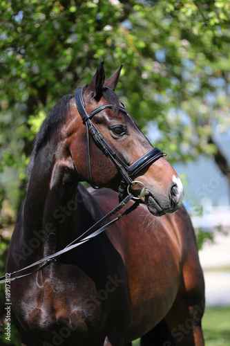 hengst portrait stallion schwarz weiß