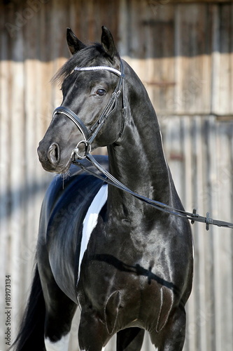 hengst portrait stallion schwarz weiß