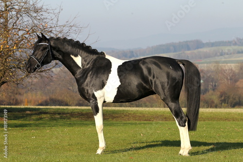 hengst portrait stallion schwarz weiß
