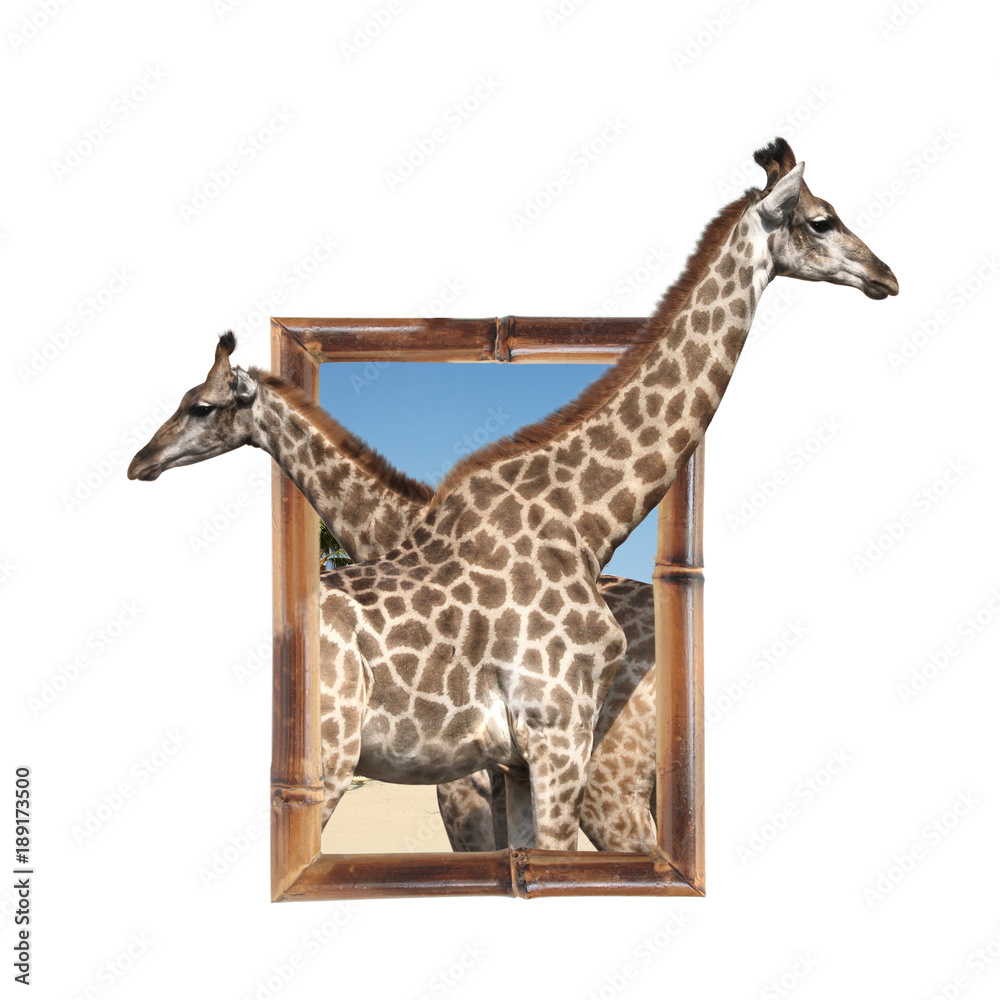 Obraz premium Two giraffes in bamboo frame with 3d effect
