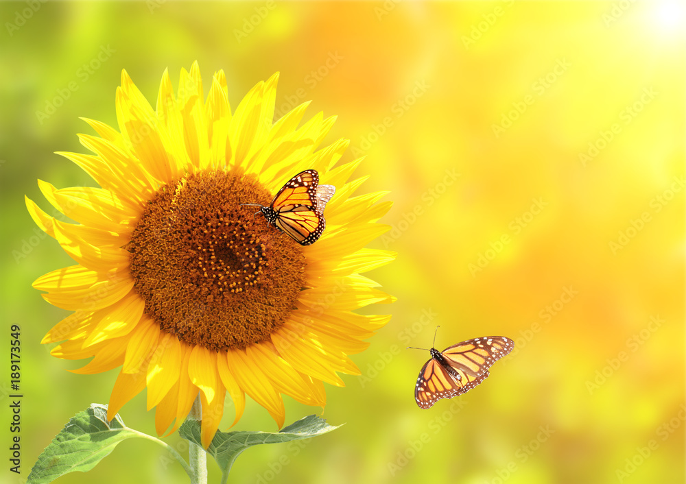 Fototapeta premium Słonecznik i monarcha motyle na niewyraźne tło słoneczny