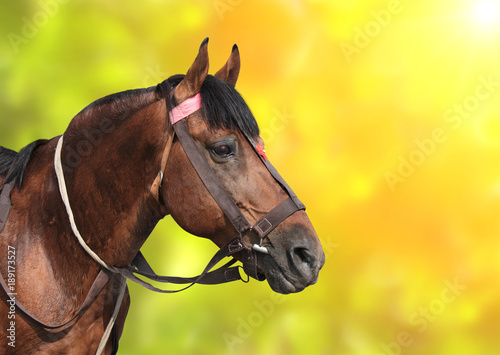 Portrait of a brown horse