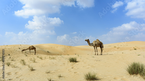Camel In Arabian Desert