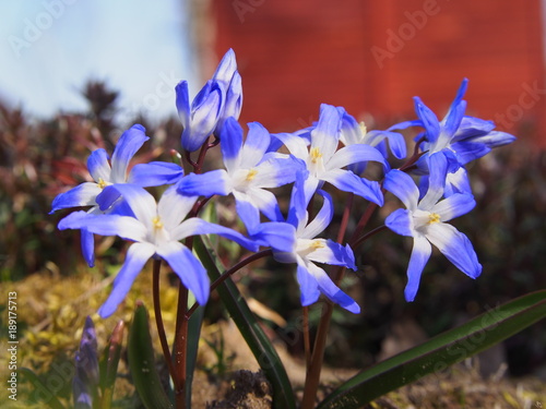 Fototapeta Naklejka Na Ścianę i Meble -  Scilla, delicate, beautiful plant, spring harbinger.